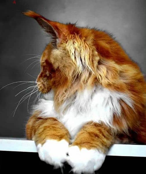 Maine coon cat Male From Russia 4