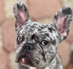 French bulldog male for mating - دكر فرنش للزواج 0