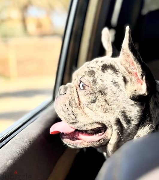 French bulldog male for mating - دكر فرنش للزواج 1