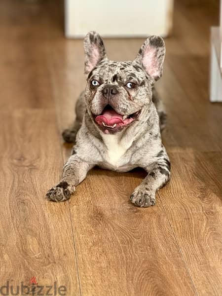 French bulldog male for mating - دكر فرنش للزواج 2