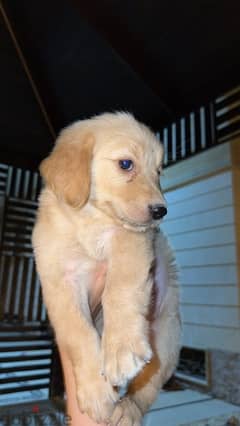 golden retriever puppy