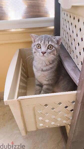 Scottish fold اسكوتش فولد 6