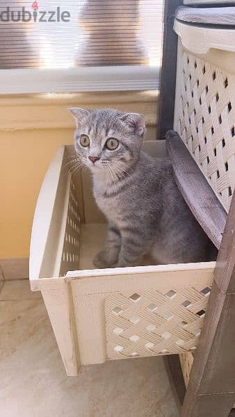 Scottish fold اسكوتش فولد 7