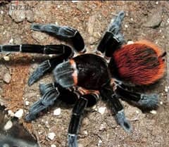 متاح red rump tarantula 0