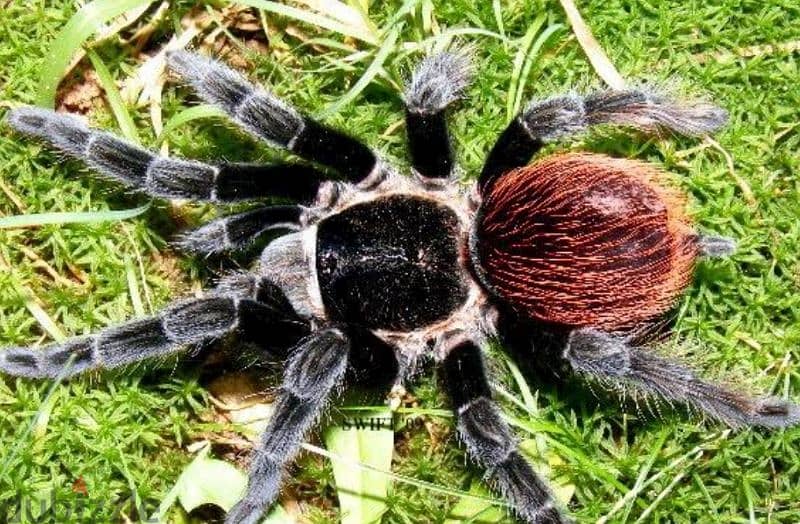 متاح red rump tarantula 1