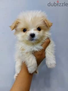 puppy havanese 48 days