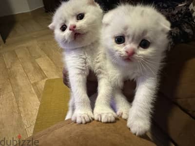 ** beautiful Scottish fold kittens