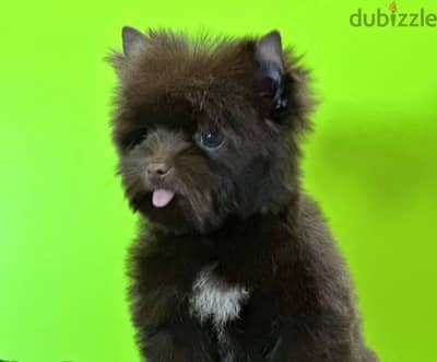 Imported biewer terrier chocolate boy puppy from Russia