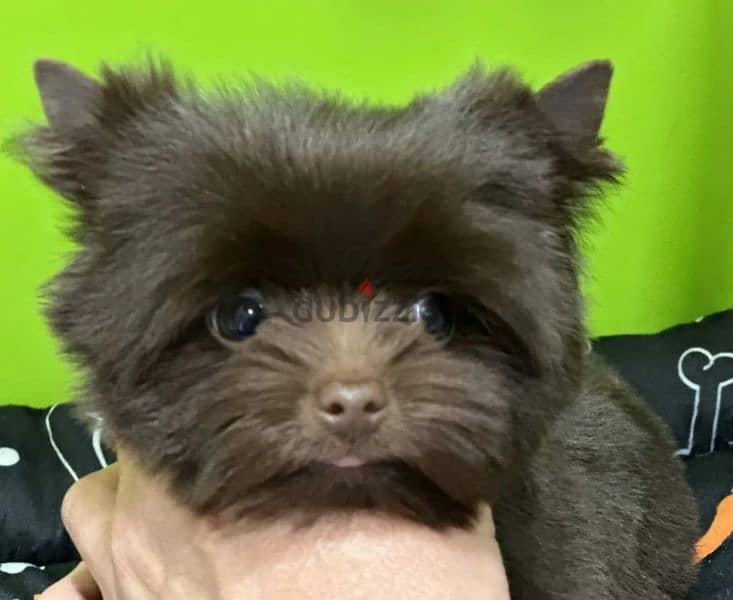 Imported biewer terrier chocolate boy puppy from Russia 2