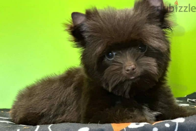 Imported biewer terrier chocolate boy puppy from Russia 3