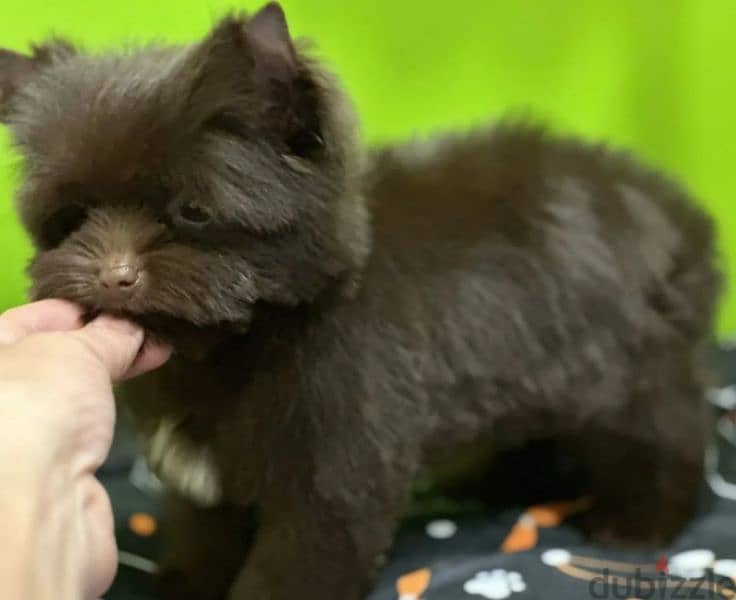 Imported biewer terrier chocolate boy puppy from Russia 4