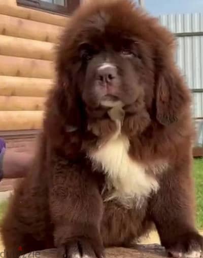 Newfoundland female From Russia