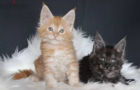 Maine coon kitten chocolate Male From Russia