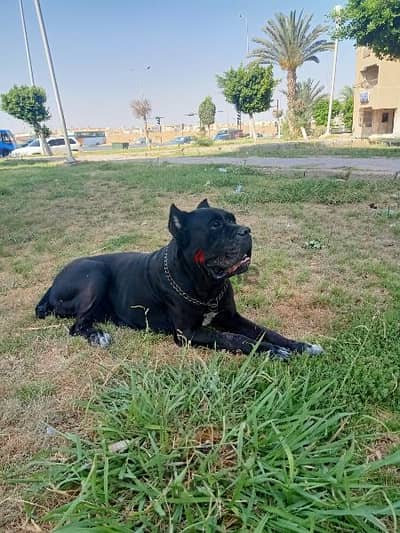 Female Cane Corso