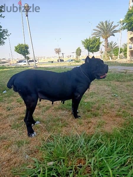 Female Cane Corso 1