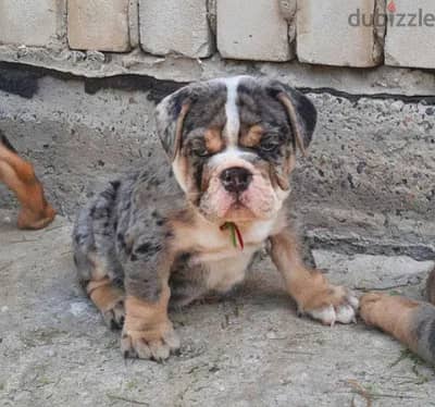 Available English Bulldog for sale Marle Color from Europe