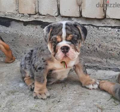 Available English Bulldog for sale Marle Color from Europe 0