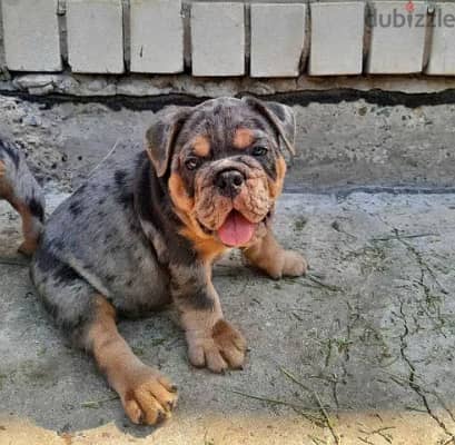 Available English Bulldog for sale Marle Color from Europe 1