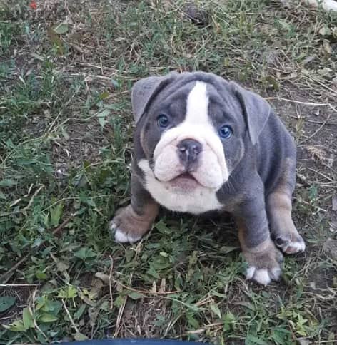 Available English Bulldog for sale Marle Color from Europe 2