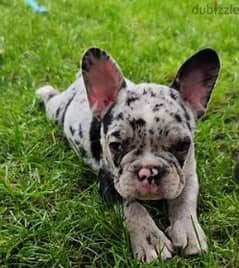 French Bulldog Puppy For Sale Top Quality