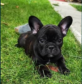 French Bulldog Puppy For Sale Top Quality 1