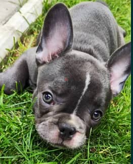 French Bulldog Puppy For Sale Top Quality 2