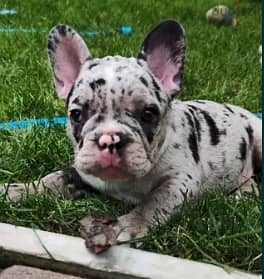 French Bulldog Puppy For Sale Top Quality 3