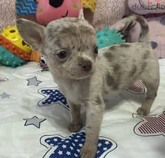 Merle Colored Chihuahua Dog for sale 0