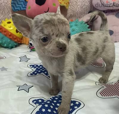 Merle Colored Chihuahua Dog for sale