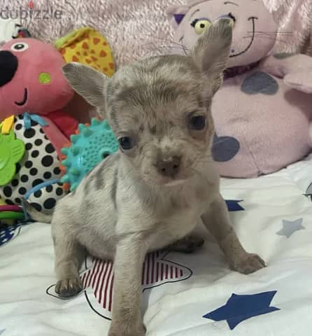 Merle Colored Chihuahua Dog for sale 1