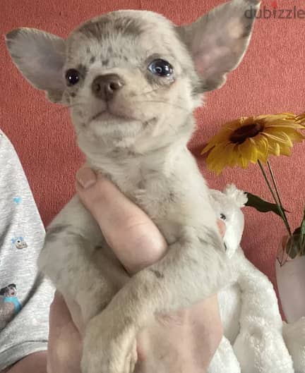 Merle Colored Chihuahua Dog for sale 2