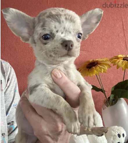 Merle Colored Chihuahua Dog for sale 3