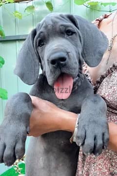 Great Dane Dog With All Documents Very Top Quality