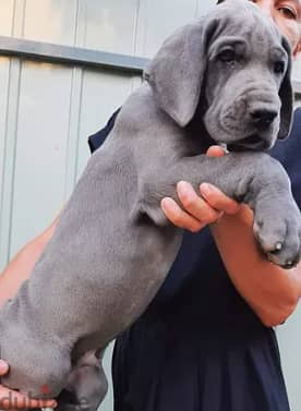 Great Dane Dog With All Documents Very Top Quality 2