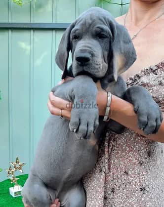 Great Dane Dog With All Documents Very Top Quality 3