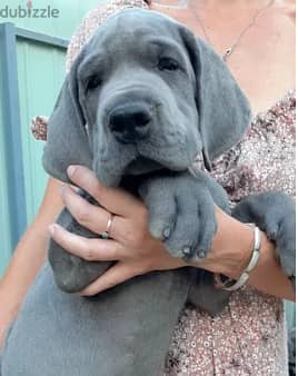 Great Dane Dog With All Documents Very Top Quality 4