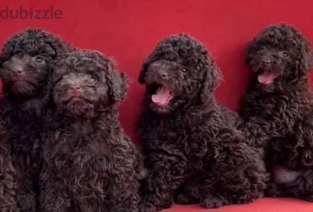 Chocolate Poodle Dog for sale from Europe