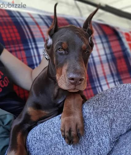 Doberman Dog for Sale With All Documents 1