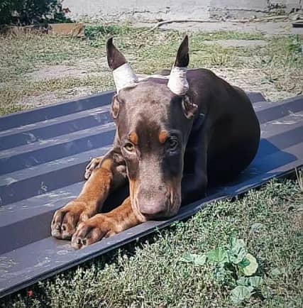 Doberman Dog for Sale With All Documents 2