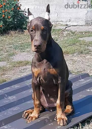 Doberman Dog for Sale With All Documents 3