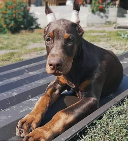 Doberman Dog for Sale With All Documents 4