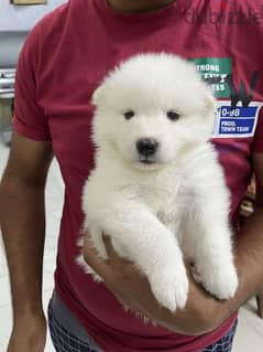 samoyed جراوي سامويد مستوي عالي