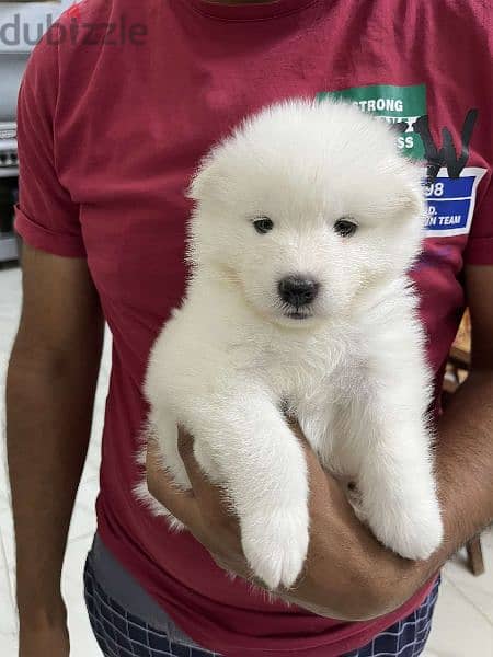 samoyed جراوي سامويد مستوي عالي 1