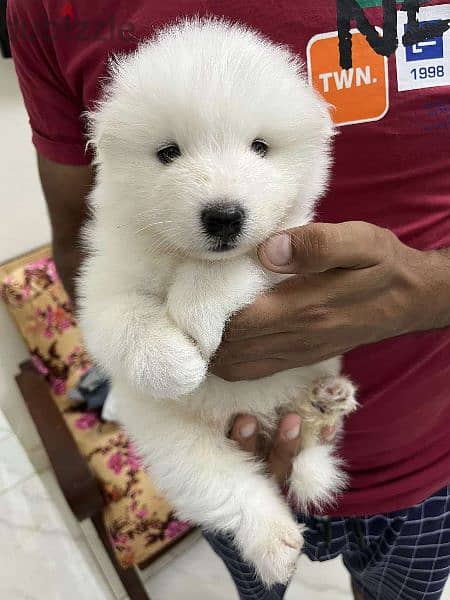 samoyed جراوي سامويد مستوي عالي 2