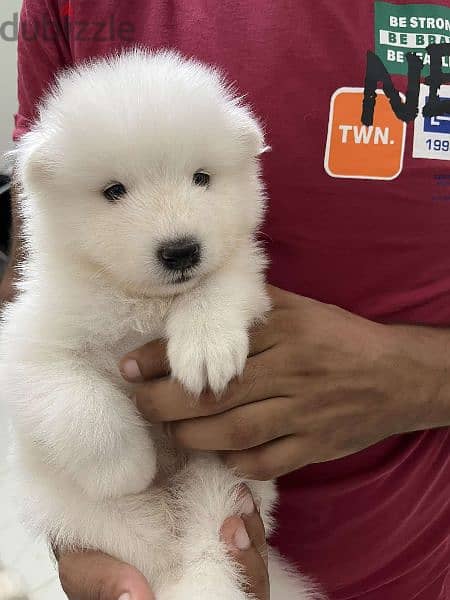 samoyed جراوي سامويد مستوي عالي 3