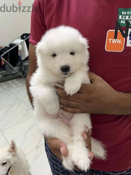 samoyed جراوي سامويد مستوي عالي 4