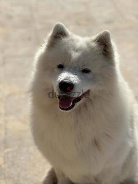 samoyed جراوي سامويد مستوي عالي 7