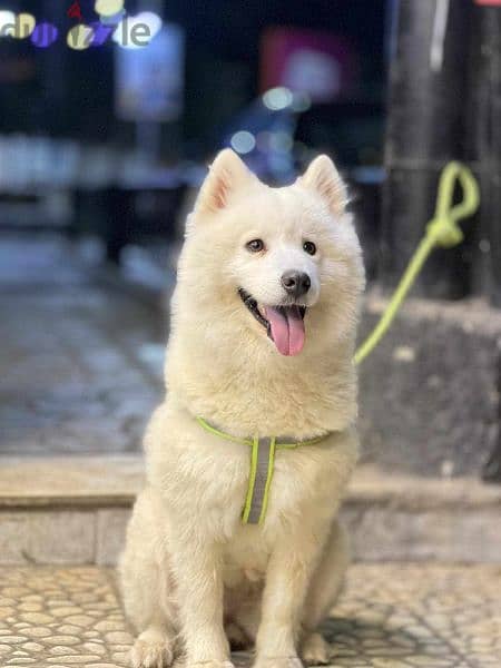 samoyed جراوي سامويد مستوي عالي 8