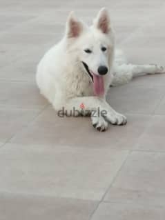 White German shepherd