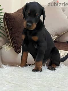 top doberman puppies